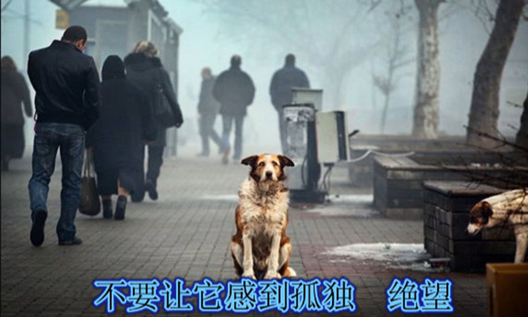 奉节爱影圈微博微信转发案例